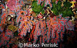 Prised for its beauty Red Coral (Corallium rubrum).Is bei... by Marko Perisic 